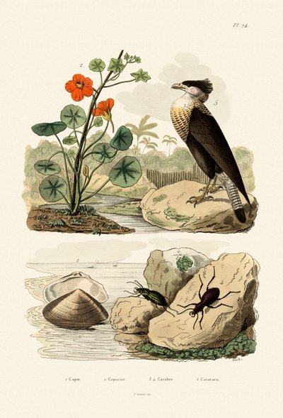 Shell, 1833-39 de French School